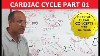 Cardiac Cycle  Systole amp Diastole  Dr Najeeb Part 18 [upl. by Gish]