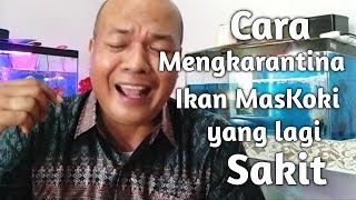 Cara Mengkarantina Ikan MasKoki yang Sakit [upl. by Pincas133]