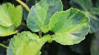 quotடின்னர் ப்ளேட்quotசெடி வளர்ப்புவகைகள்மற்றும் பயன்கள்Dinner plate Aralia plant care and growing tips [upl. by Vevine916]