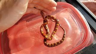 Baby Corn Snakes Update [upl. by Kironde504]