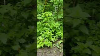 val joly avesnois nature wood follow youtube youtubeshorts ytshorts shorts short ytshort [upl. by Pacien]