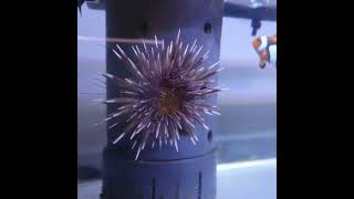 Sea Urchin Going Home hatayan  Falcon Aquarium services [upl. by Nimzaj]