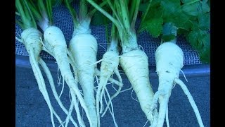 How To Grow Parsnips in Texas [upl. by Avraham]