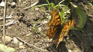 Polygonia calbum Angelwing Comma CButterfly moves around and shows her body characteristics [upl. by Arac815]