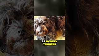 The Monkey Terrier  Meet the Outgoing Affenpinscher [upl. by Roots]