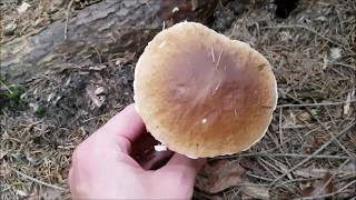 Die Steinpilze sind da  Funghi porcini sono li  31072017 [upl. by Ronnholm170]