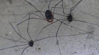 Three Harvestmen Gathering オオナミザトウムシ？3匹の群れ＠コンクリート壁 [upl. by Elraet576]