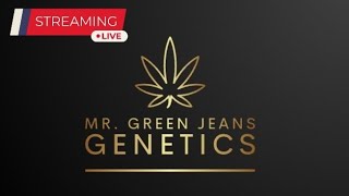 Live w Mr Green Jeans Genetics [upl. by Sephira898]