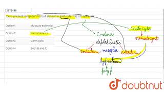 Calls present in epidermis but absent in gastrodermis of Hydra are  12  COELENTERATA AND CTENO [upl. by Ydollem]