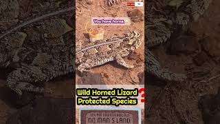 🇺🇸Cute Horned FrogHorned Lizard in the WildIncredibly Neat little lizard Protected Spices희귀동물 [upl. by Monaco]