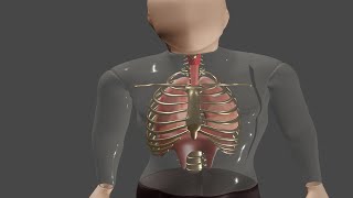 Respiration inspiration expiration breathing 3d animation scienceanimation9618 [upl. by Swanhildas]