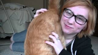 The Most Affectionate Cat In The World [upl. by Atiugram]