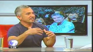 Cesar Millan quotEl Encantador De Perrosquot En Costa Rica Entrevista En Telenoticias [upl. by Admama]