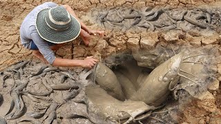 Unique Fishing  Man Catching Giant Catfish In Dry Season [upl. by Aicinad]