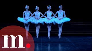 Swan Lake Tchaikovsky  Dance of the Little Swans [upl. by Herra]