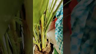 Areca palm plant care  tips amp tricks  beautiful healthy plant crazy gardening [upl. by Retsehc789]