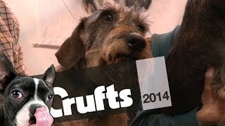 Peter Purves on Dachshunds  Part 2  Crufts 2014 [upl. by Ybrek]