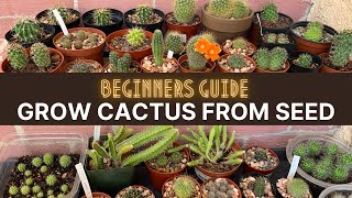 How to Grow Cactus from Seed A beginners guide  cactuscare cactus [upl. by Tullusus]