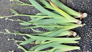 After Bloom Cut Back Bearded Iris June 19 [upl. by Aiello230]