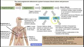 AHS 120 Ch 415 Hormonal Control of Osmoregulatory Functions [upl. by Linad150]