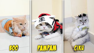 TANTANGAN UBAH KUCING JADI KEREN BOO PAMPAM DAN CIKU KUCING PAKAI BAJU LUCU [upl. by Ynnatirb]