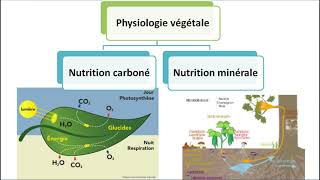 Physiologie végétale [upl. by Cnahc]