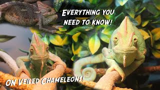 How To Care For Veiled Chameleons  FULL Care Tutorial [upl. by Arley]