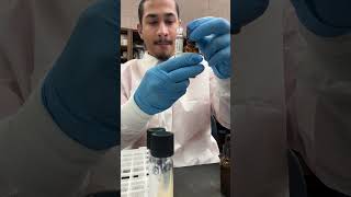 Pseudomonas nitrate test  microorganisms bacteria [upl. by Nahsaj616]