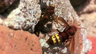 Oriental hornet Vespa orientalis ventilating nest entrance [upl. by Ynohtn190]