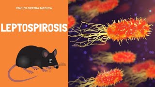 Leptospirosis en humanos y animales causas síntomas y todo lo que debes saber [upl. by Tullius]