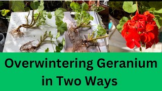 Overwintering Plants and Geraniums with two Methods  How to Overwinter Geraniums Plant [upl. by Oric]