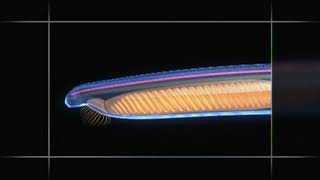 Chordate Animation  Amphioxus to Vertebrate Body Plan [upl. by Koralle]