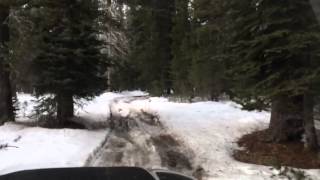 Rubicon Trail Sierra Stompers 4WDC  January Day Trip [upl. by Airotal833]