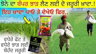 ਝੋਨੇ ਦਾ ਝਾੜ ਵਧਾਓਣ ਲਈ How to increase paddy yield in india  agri advice [upl. by Oca270]