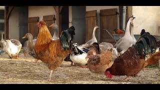 Le rocknroll des gallinacés chanson [upl. by Marchal778]