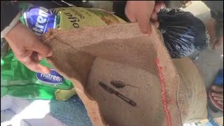 Dead rat found inside rice pack supplied to Anganwari center in Kishtwar Watch exclusive video [upl. by Sirromed936]