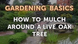 How to Mulch Around a Live Oak Tree [upl. by Burck]