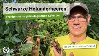 Schwarze Holunderbeeren – Frühherbst im phänologischen Kalender Sambucus nigra  gardify Tipps [upl. by Eikcuhc]