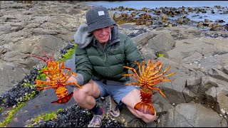 Catching Lobsters out of a Rock Pool West Coast Tasmania [upl. by Lamrej444]