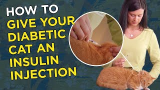 How to Give Your Diabetic Cat an Insulin Injection [upl. by Ogawa]