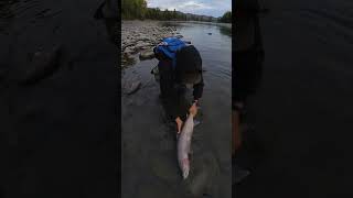 Skeena river steelhead release [upl. by Arianne]