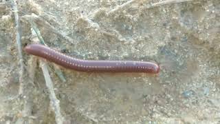 Kera Poka  Millipedes Insect  In my House II Natura Beauty [upl. by Adniral]