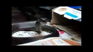 Feeding the Black Racer Coluber constrictor ssp [upl. by Eiboh558]