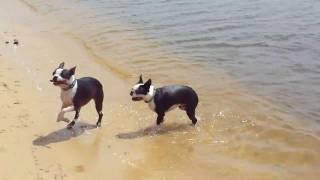 Boston Terriers on the Beach [upl. by Seel407]