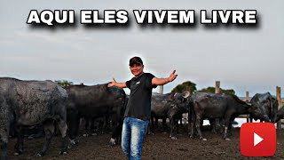 NA VÁRZEA ELES SÃO LIVRES [upl. by Marmaduke]