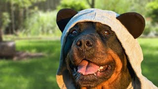 Funny Rottweiler Compilation [upl. by Eita]