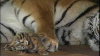 Absolutely cute Five Baby Tigers five days old  Super süß Fünf Tigerbabys fünf Tage alt [upl. by Goulet]