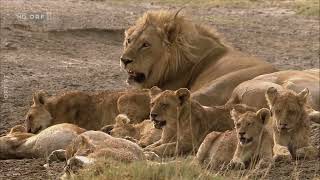 Wildes Afrika Ngorongoro  Der Garten Eden  Doku  Deutsch [upl. by Nylidnarb]