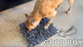 Dog Snuffle Mat Review  Using a snuffle mat to calm our dog [upl. by Yelsew]