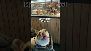 My dog ordered Starbucks dog pets frenchie frenchbulldog funny [upl. by Nnyledam950]